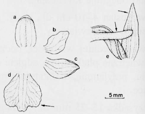 Storczyk błotny (Orchis laxiflora)