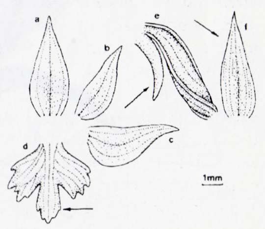 Storczyk cuchnący (Orchis coriophora)