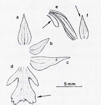 Storczyk trójzębny (Orchis tridentata)