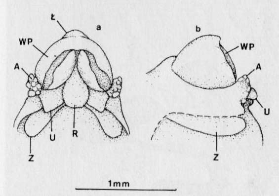 Miodokwiat (Herminium)