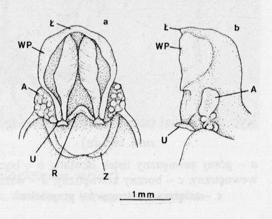 Ozorka (Coeloglossum)