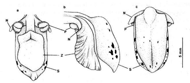 Obuwik (Cypripedium)