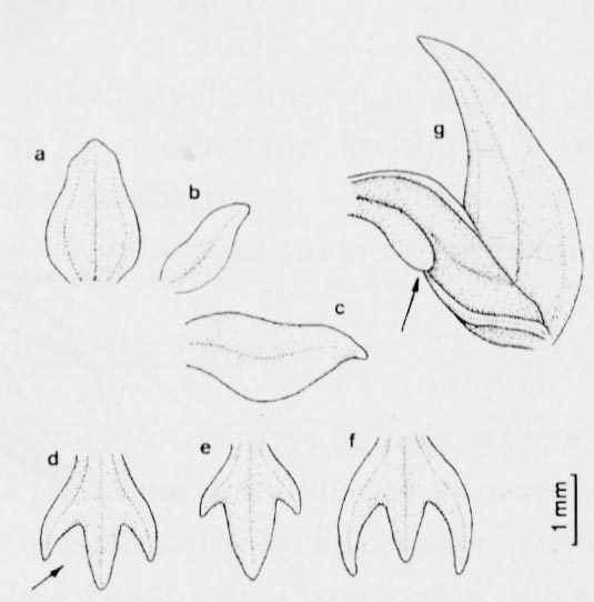 Gołek białawy (Pseudorchis albida, Leucorchis albida)