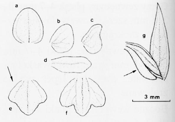 Gółka wonna (Gymnadenia odoratissima)