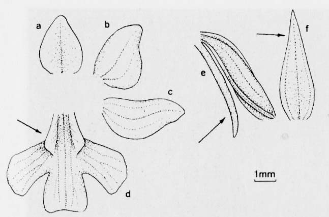 Koślaczek stożkowaty (Anacamptis pyramidalis)