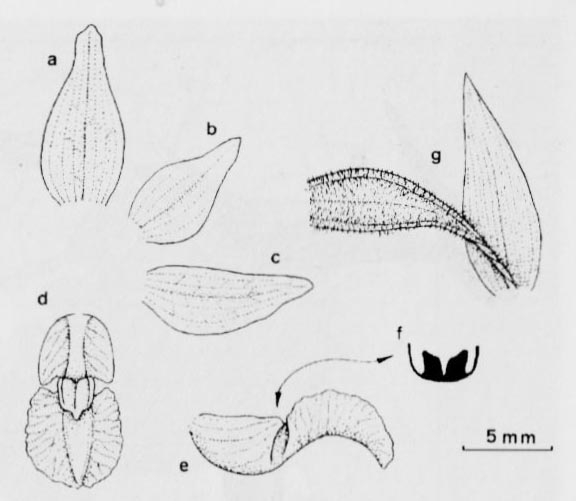 Kruszczyk błotny (Epipactis palustris)
