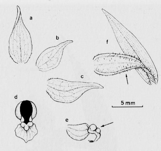 Kruszczyk siny (Epipactis purpurata)