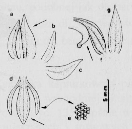 Kukuczka kapturkowata (Neottianthe cucullata)