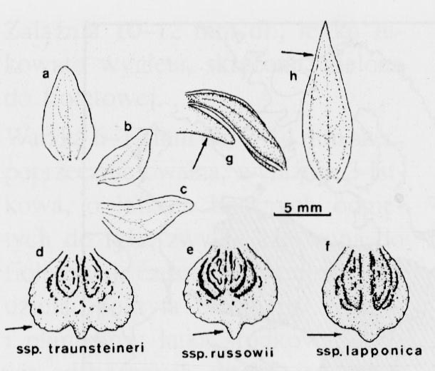 Stoplamek Traunsteinera (Dactylorhiza traunsteineri )