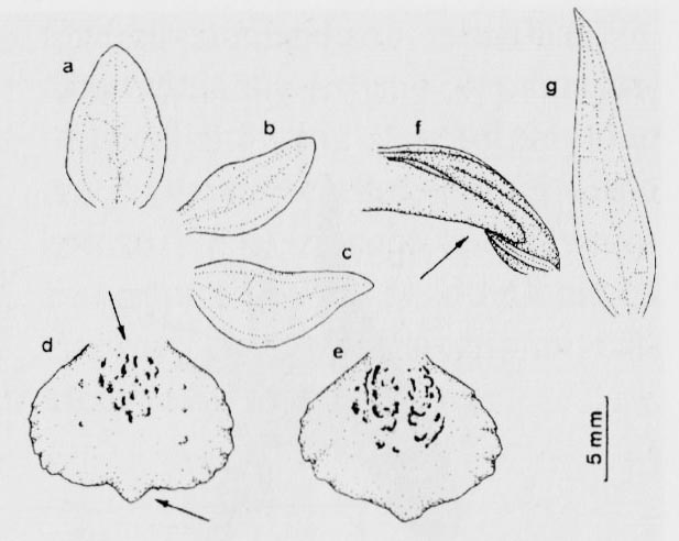 Stoplamek zaniedbany (Dactylorhiza praetermissa)
