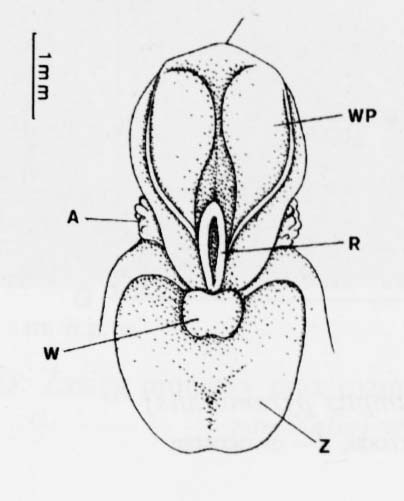 Stoplamek (Dactylorhiza)